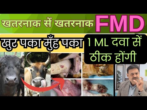 खतरनाक सें खतरनाक FMD  1 ML दवा सें ठीक होंगी 👍 Fmd Homeopathic Medicine