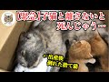 餓死寸前で出産した捨て猫が倒れて点滴が必要に(Reまとめ②)