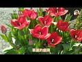 2020 士林官邸歷屆最多花的鬱金香展 Shilin Residence Tulip Show