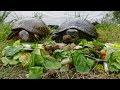 Turtles Love Salad!