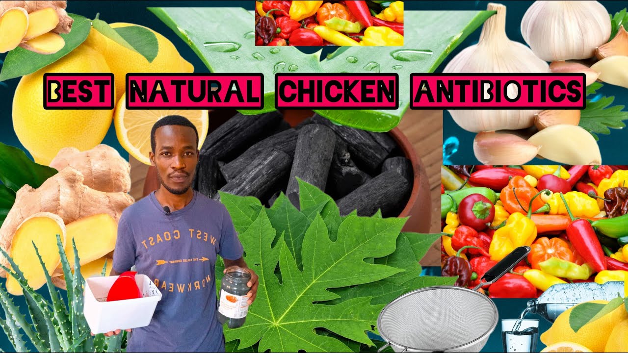 DORE UBURYO WAKORAMO IMITI IVURA INKOKO 🐔🐔MURI FARM  WIFASHISHIJE🌿🌿 IBIMERA , @AGRI MIKETV.