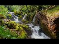 5분뒤 블랙스크린 계곡 물소리 새소리 자연 숲속 평온한 백색소음 ASMR