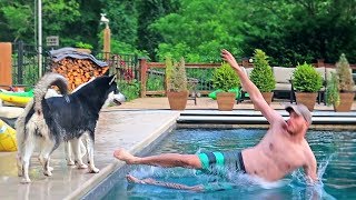 Husky Reacts to Owner Falling in a Pool