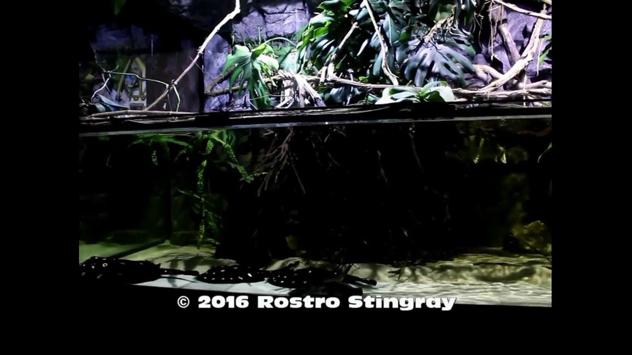 3.370 L Amazon predators tank 17/02/2016