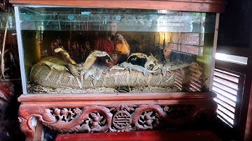 200 triệu bình rượu hổ mang chúa cực quý