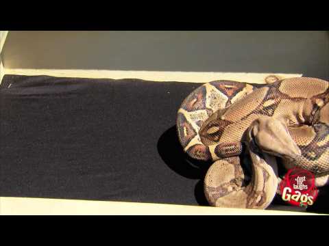 real-snake-in-box-prank