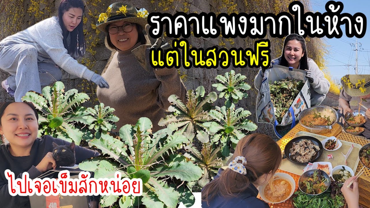 EP.854 ไปเก็บผักสลัดป่า ของฟรีที่มีราแพงเเถมอร่อย ต้องรีบกินก่อนมันจะแก่และหมดฤดูกาล