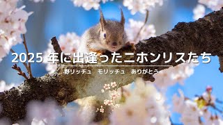 2025年に出逢ったニホンリスたち Japanese Squirrels Encountered In 2025　野リッチュモリッチュいつもありがとう
