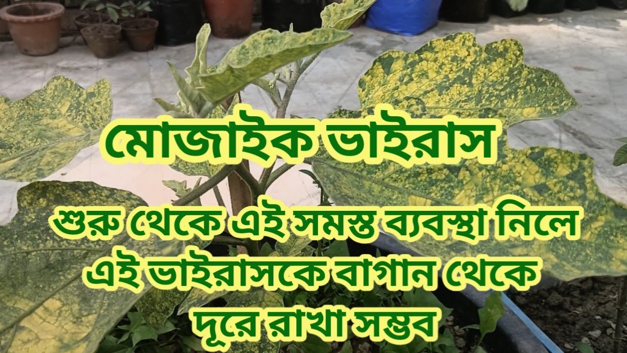 সামান্য কিছু পদক্ষেপ নিলে মোজাইক ভাইরাস কে বাগান থেকে দূরে রাখা যায় 