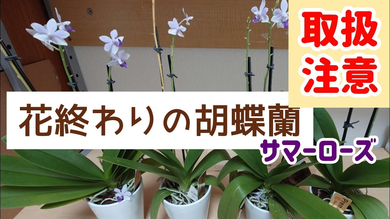 花が終わった胡蝶蘭を解体して水栽培にする際の注意〜サマーローズ編