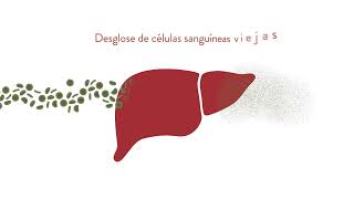 Módulo 4 - 7. El Sistema Hepatico Nature's Sunshine