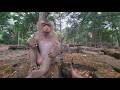 Pregnant Olivia and Amanda Monkey Savors Sweet Mango – Watch the Cute Reaction!