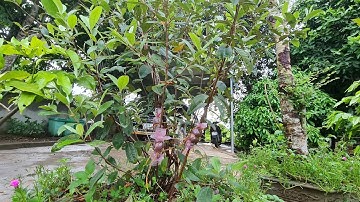 Cách chiết cành và nhân giống cây sim rừng