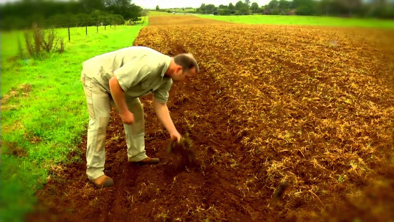 THE FARM AT BYRON BAY FIRST GARLIC PLANTING YouTube