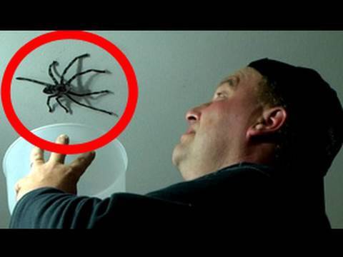 Big Spider Attacks Daddy