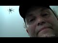 Big Spider Attacks Daddy