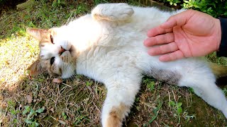 芝生の上で無防備に寝転んでお腹をさらけだすキジ猫コンビ