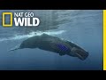 How to Dive Like a Sperm Whale | Whales of the Deep