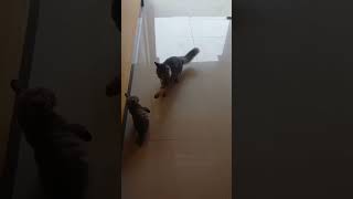 kucinglucu cat shotrs kucing kucinganggoralucudanimut kucinggemoy