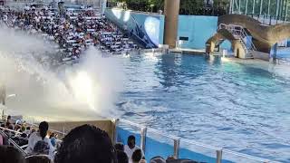 Orca Encounter part 3.