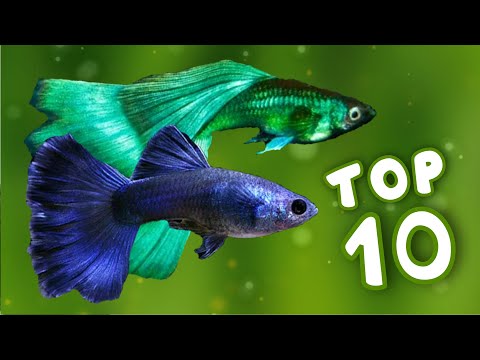 Top 10 Most Beautiful Guppy Fish in the World