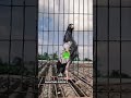 Anantnag pigeons #new #trending #video #reels #viral #amazing #vlogs #youtubeshorts #shorts #pigeon