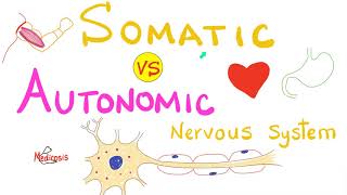 Somatic Vs Autonomic Nervous System Physiology