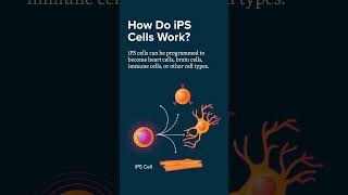 Celebrating Stem Cell Researchers│What Are iPS Cells?