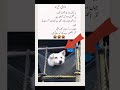 Golden Words Urdu quotes about life /#islamicshorts #trueline #allah#goldenwords#respect#viral#islam