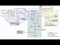 Purines & Pyrimidines for the USMLE Step 1