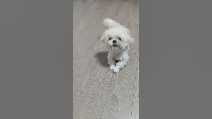 谁家狗狗会这么玩啊 #pets #老友狗狗