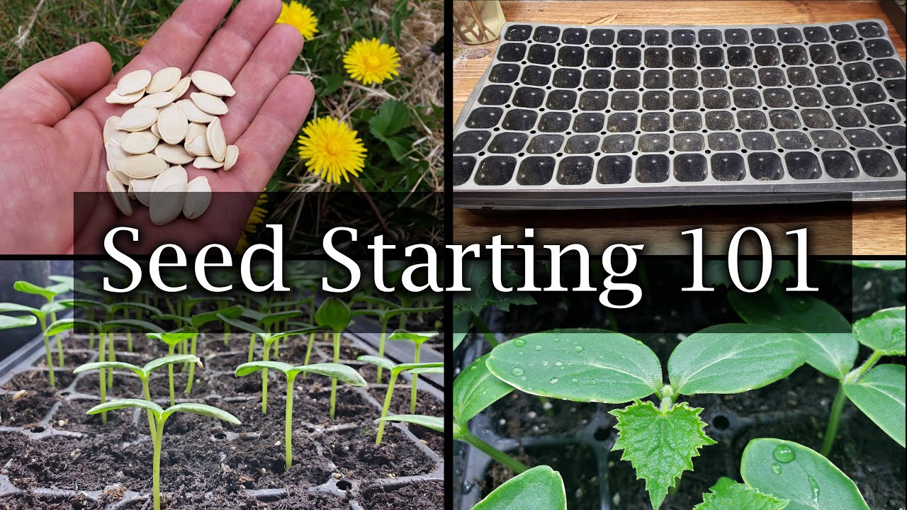How To Start Vegetable Seeds   The Definitive Guide For Beginners
