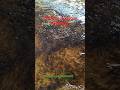 Pungous fish seed Naihati Rajendrapur fish market new video 2026 #naihati #fishmarket