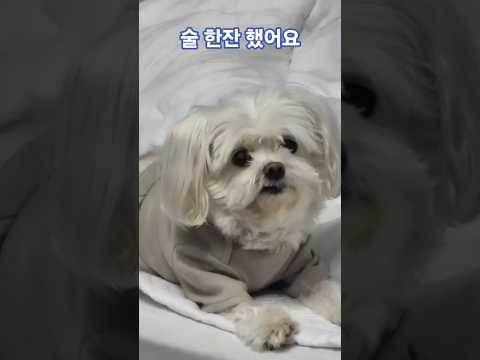 AI가 말하는 아롱이 ㅋㅋ 귀여워 #AI강아지 #술한잔 #Shorts #행복 #강아지쇼츠
