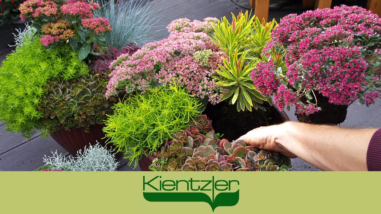 Fetthenne, Fettblatt & Mauerpfeffer: winterharte Sedum-Stauden im  Herbstzauber