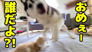 ばっさり角刈りにして帰ったら子猫とハスキー犬達に威嚇され認識さませんでした...涙