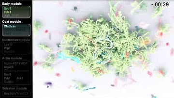 Three-dimensional molecular animation of clathrin-mediated endocytosis in budding yeast.