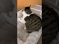 Cats will be cats #shorts #short #funny #cat #catvideos #funnycatsvideos #cute #pets #коты #котики