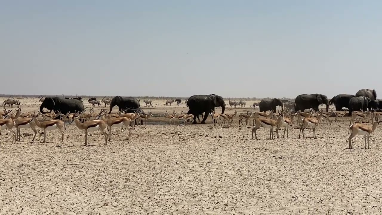 Amazing African Animals at Waterhole in Etosha Namibia from the Car Window
