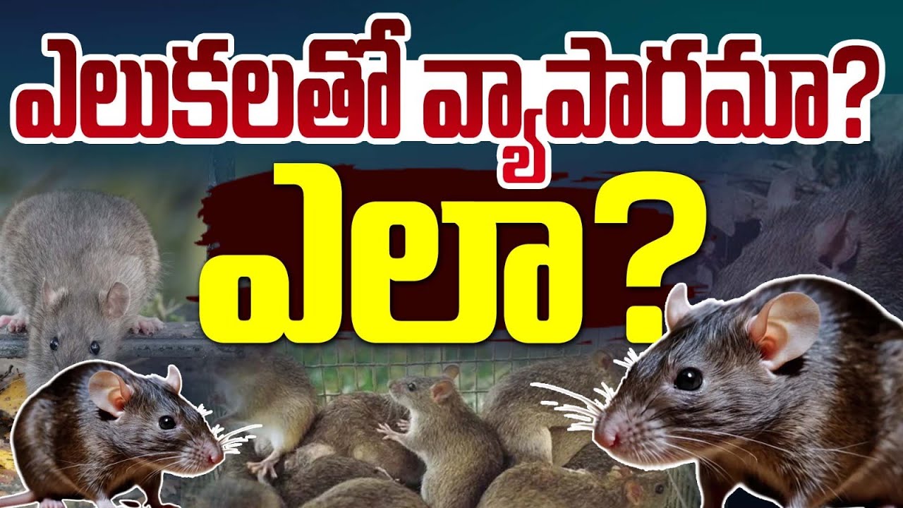 ఎలుకలతో వ్యాపారమా..ఎలా? Business With Rats || Animal Business Tips || 99TV Startups