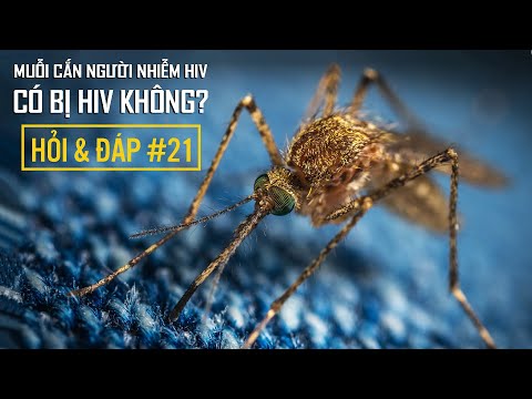 #236 Muỗi Cắn Người Nhiễm HIV Có Bị Lây HIV Không? | Bạn Hỏi, VFacts Trả Lời #21