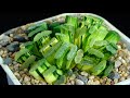 Haworthia truncata variegated