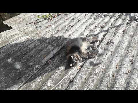 მეინ კუნის ჯიშის კატა