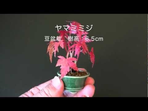 ヤマモミジ L1 やまもみじ 山紅葉 ミニ盆栽の販売と作り方 Bonsai Tree 山紅葉 Youtube