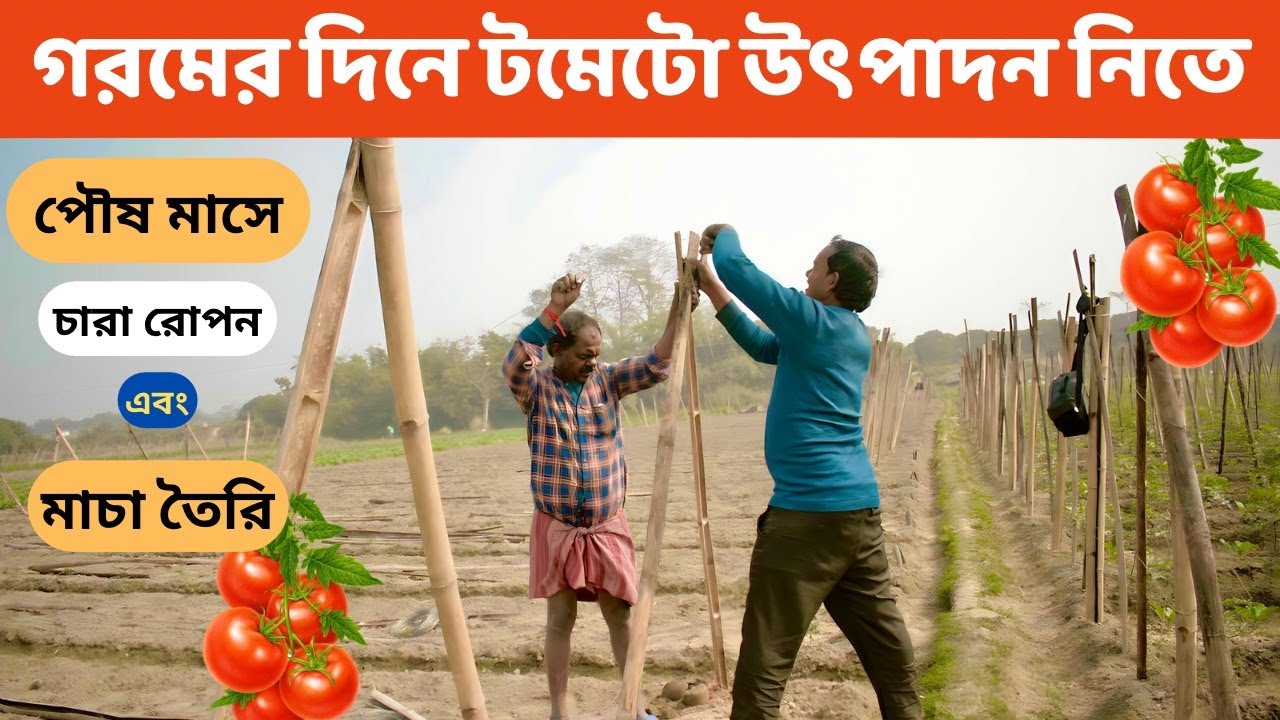 গরমের শুরুতে মাচা পদ্ধতিতে টমেটো উৎপাদনে বেশি লাভজনক | Profitable Tomato Farming |Farmer Income High