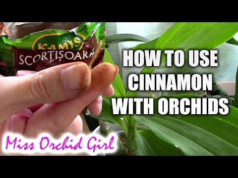 Orchid treatment - How to properly use cinnamon with orchids