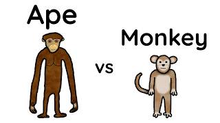 Monkeys vs. Apes: What's the difference?