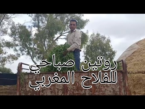 أجيو تشوفو كيفاش كيدوز الفلاح المغربي الصباح ديالو الروتين صباحي 
