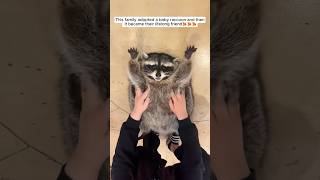 This family adopted a baby raccoon and then it became their lifelong friend #shorts