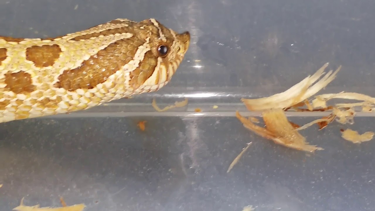 pythons for sale Hognose feeding live part 2